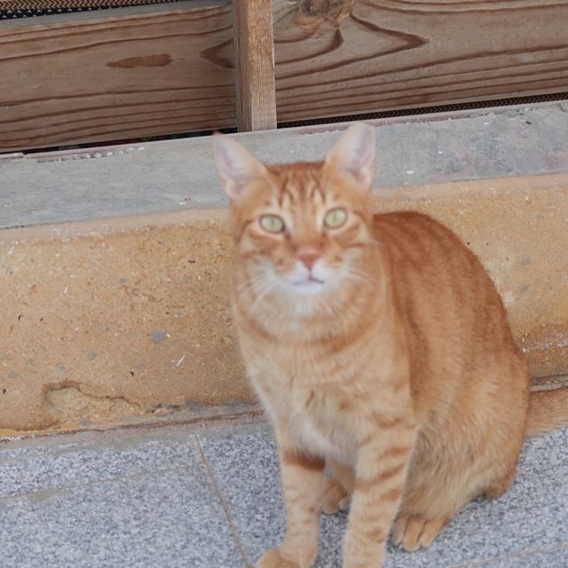Cats of Dahab