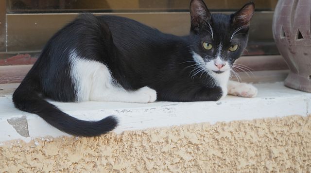 Cats of Dahab