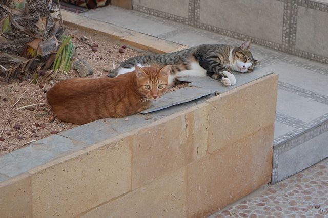 Cats of Dahab