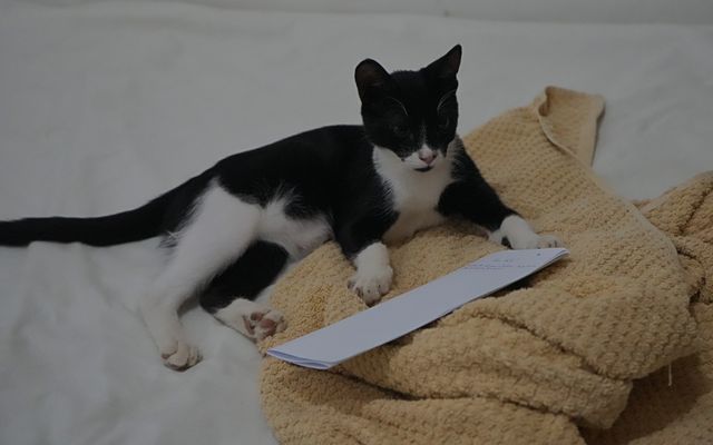 Cats of Dahab