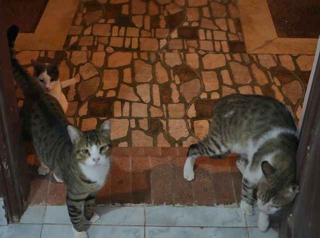 Cats of Dahab